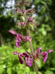 Attēlu rezultāti vaicājumam “Stachys sylvatica bud”