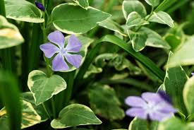 Attēlu rezultāti vaicājumam “Vinca minor leaf”