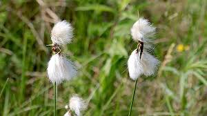 Attēlu rezultāti vaicājumam “Eriophorum latifolium fruit”