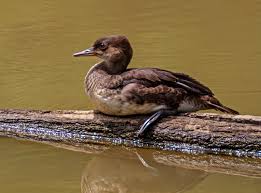 Attēlu rezultāti vaicājumam “Mergus merganser juvenile”