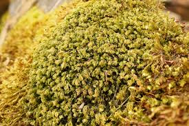 Attēlu rezultāti vaicājumam “Plagiochila porelloides”