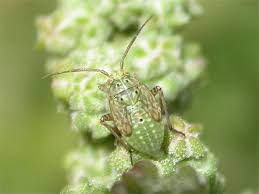 Attēlu rezultāti vaicājumam “Lygus nymph nymph”