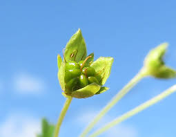 Attēlu rezultāti vaicājumam “xComagaria rosea  flower”