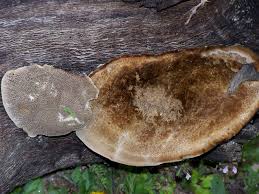 Attēlu rezultāti vaicājumam “Coriolopsis trogii”