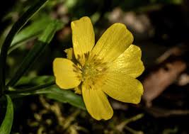 Attēlu rezultāti vaicājumam “Ranunculus flammula flower”