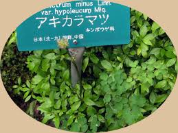 Attēlu rezultāti vaicājumam “Thalictrum minus leaf”