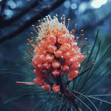 Attēlu rezultāti vaicājumam “Pinus mugo male flower”
