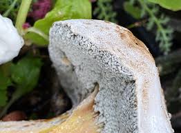 Attēlu rezultāti vaicājumam “Hemitrichia chrysospora spores”