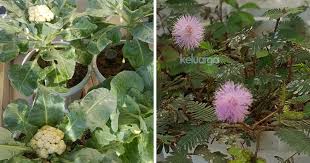 Image result for pohon semalu images