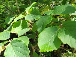 Attēlu rezultāti vaicājumam “Hamamelis virginiana leaf”