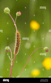 Attēlu rezultāti vaicājumam “Malacosoma castrensis larva”