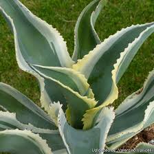 Attēlu rezultāti vaicājumam “Gypsophila fastigiata leaf”
