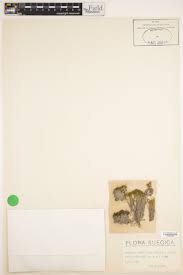 Attēlu rezultāti vaicājumam “Didymodon fallax var. brevifolius”