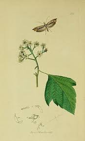 Attēlu rezultāti vaicājumam “Ypsolopha scabrella”