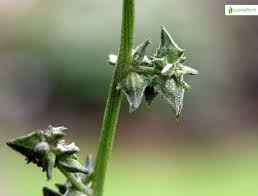 Attēlu rezultāti vaicājumam “Atriplex littoralis fruit”