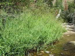 Attēlu rezultāti vaicājumam “Glyceria lithuanica”