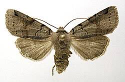 Attēlu rezultāti vaicājumam “Agrochola litura imago”