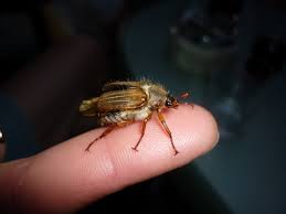 Attēlu rezultāti vaicājumam “Amphimallon solstitiale”