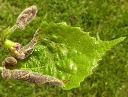 Attēlu rezultāti vaicājumam “Geocrypta galii larva”