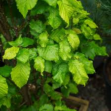 Attēlu rezultāti vaicājumam “Carpinus betulus”