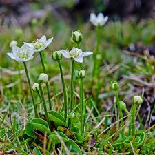 Attēlu rezultāti vaicājumam “Parnassia palustris”