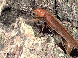 Attēlu rezultāti vaicājumam “Hylecoetus dermestoides male”