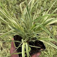 Attēlu rezultāti vaicājumam “Molinia caerulea leaf”