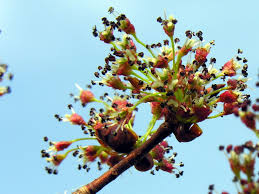 Attēlu rezultāti vaicājumam “Ulmus laevis flower”
