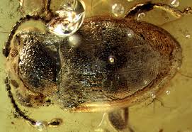 Attēlu rezultāti vaicājumam “Endomychidae”