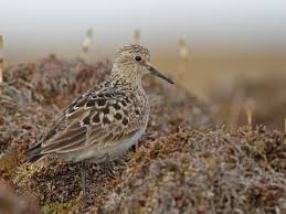 Image result for Calidris bairdii