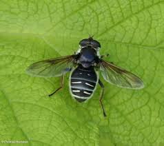 Attēlu rezultāti vaicājumam “Sericomyia sp.”