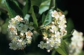 Attēlu rezultāti vaicājumam “Aronia melanocarpa flower”