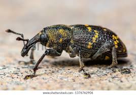 Attēlu rezultāti vaicājumam “Hylobius abietis”