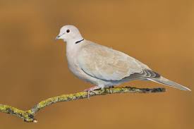 Attēlu rezultāti vaicājumam “Streptopelia decaocto adult”