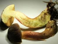 Attēlu rezultāti vaicājumam “Xerocomus pruinatus”