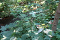 Attēlu rezultāti vaicājumam “Sawadaea tulasnei”