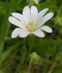 Attēlu rezultāti vaicājumam “Stellaria palustris flower”