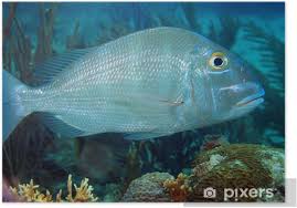 Image result for Calamus bajonado