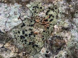 Attēlu rezultāti vaicājumam “Lecidella elaeochroma”