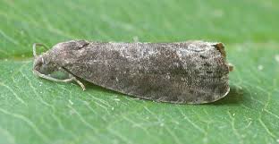 Attēlu rezultāti vaicājumam “Grapholita funebrana”