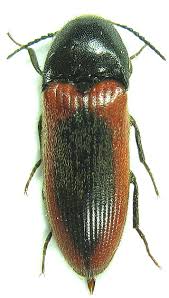 Attēlu rezultāti vaicājumam “Ampedus sanguinolentus”