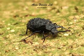 Attēlu rezultāti vaicājumam “Tenebrionidae”