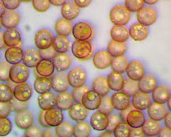 Attēlu rezultāti vaicājumam “Stemonitopsis hyperopta var. landewaldii”