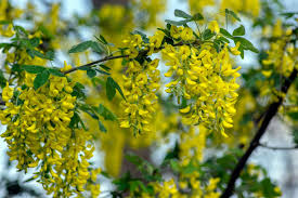 Attēlu rezultāti vaicājumam “Laburnum”