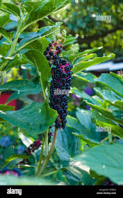 Attēlu rezultāti vaicājumam “Phytolacca acinosa fruit”