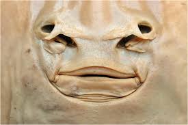 Image result for Acroteriobatus blochii