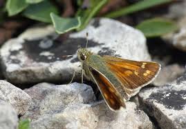 Attēlu rezultāti vaicājumam “Hesperia comma underside”