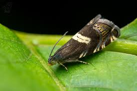 Attēlu rezultāti vaicājumam “Gracillaria syringella imago”