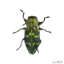 Attēlu rezultāti vaicājumam “Buprestidae”