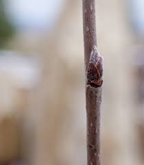 Attēlu rezultāti vaicājumam “Sorbus aucuparia bud”